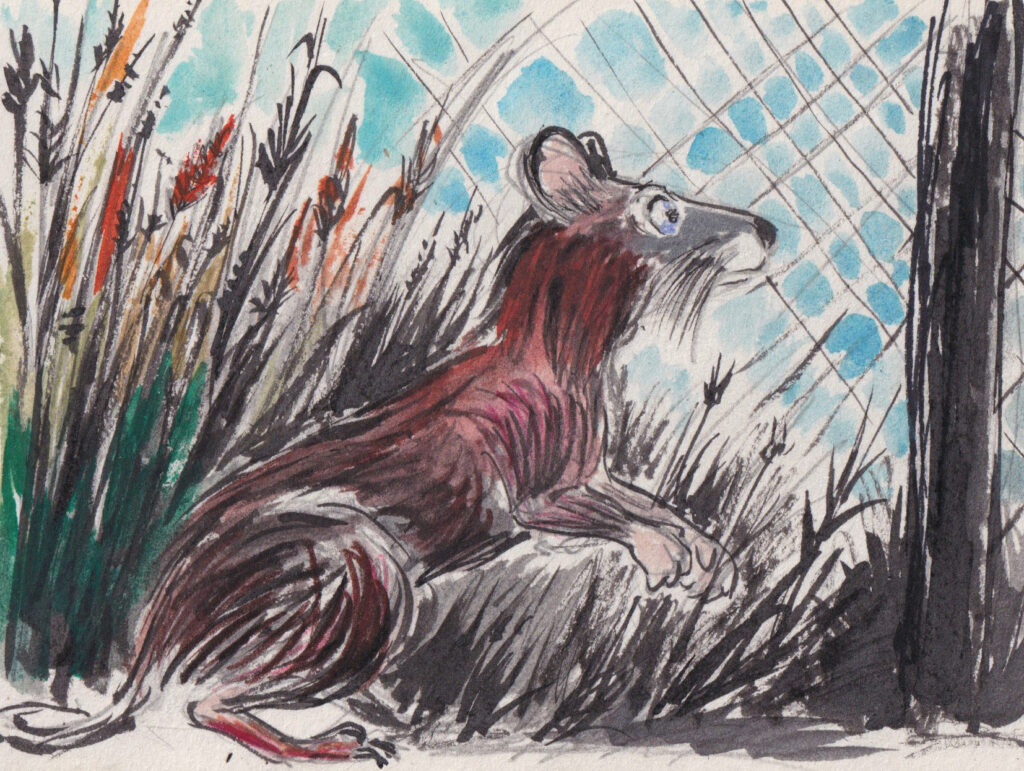Dessin: petit rat dans les herbes hautes