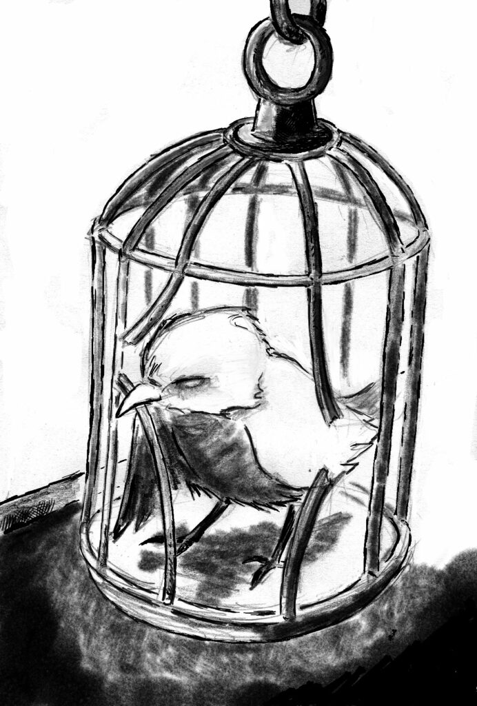 Dessin: pajaro libre